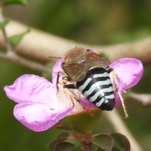 Bembix sp. (genus) at ANBG - 7 Nov 2023