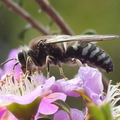 Bembix sp. (genus) at ANBG - 7 Nov 2023