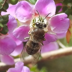 Bembix sp. (genus) at ANBG - 7 Nov 2023