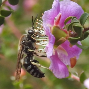 Bembix sp. (genus) at ANBG - 7 Nov 2023