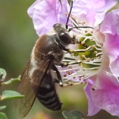 Bembix sp. (genus) at ANBG - 7 Nov 2023