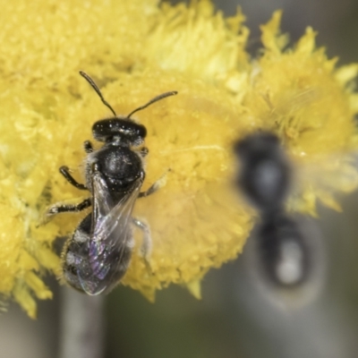 Lasioglossum (Chilalictus) sp. (genus & subgenus) (Halictid bee) at Dunlop Grasslands - 7 Nov 2023 by kasiaaus