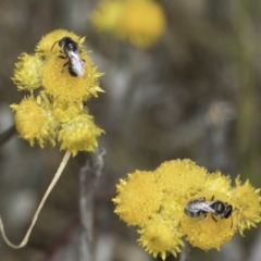 Lasioglossum (Chilalictus) sp. (genus & subgenus) at Dunlop Grassland (DGE) - 7 Nov 2023