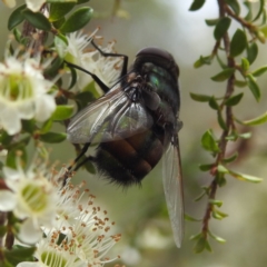 Rutilia (Microrutilia) sp. (genus & subgenus) (A Bristle fly) at Acton, ACT - 7 Nov 2023 by HelenCross