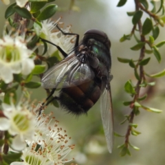 Rutilia (Microrutilia) sp. (genus & subgenus) (A Bristle fly) at ANBG - 7 Nov 2023 by HelenCross