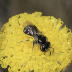 Lasioglossum (Chilalictus) sp. (genus & subgenus) (Halictid bee) at Dunlop Grassland (DGE) - 7 Nov 2023 by kasiaaus