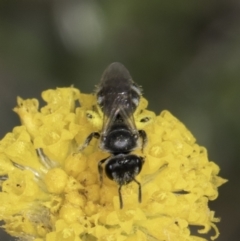 Lasioglossum (Chilalictus) sp. (genus & subgenus) at Dunlop Grassland (DGE) - 7 Nov 2023 12:44 PM