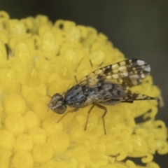 Austrotephritis poenia (Australian Fruit Fly) at Dunlop Grasslands - 7 Nov 2023 by kasiaaus