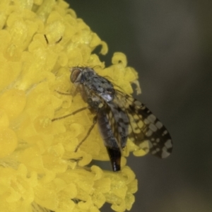 Austrotephritis poenia at Dunlop Grassland (DGE) - 7 Nov 2023