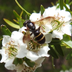 Lasioglossum (Australictus) tertium (Halictid bee) at Acton, ACT - 7 Nov 2023 by HelenCross