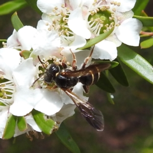 Lasioglossum (Australictus) tertium at ANBG - 7 Nov 2023