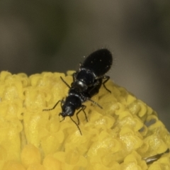 Dasytinae (subfamily) (Soft-winged flower beetle) at Fraser, ACT - 7 Nov 2023 by kasiaaus