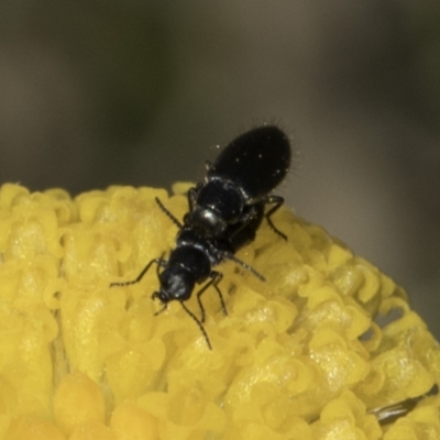 Dasytinae (subfamily) (Soft-winged flower beetle) at Dunlop Grasslands - 7 Nov 2023 by kasiaaus