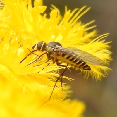 Australiphthiria hilaris (Slender Bee Fly) at Acton, ACT - 7 Nov 2023 by HelenCross