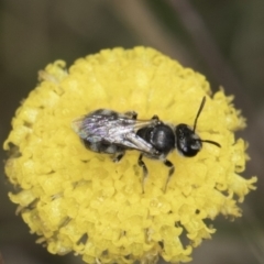 Lasioglossum (Chilalictus) sp. (genus & subgenus) (Halictid bee) at Fraser, ACT - 7 Nov 2023 by kasiaaus