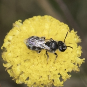 Lasioglossum (Chilalictus) sp. (genus & subgenus) at Dunlop Grassland (DGE) - 7 Nov 2023