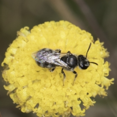 Lasioglossum (Chilalictus) sp. (genus & subgenus) (Halictid bee) at Dunlop Grassland (DGE) - 7 Nov 2023 by kasiaaus