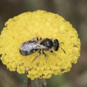 Lasioglossum (Chilalictus) sp. (genus & subgenus) at Dunlop Grassland (DGE) - 7 Nov 2023