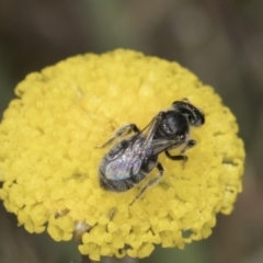 Lasioglossum (Chilalictus) sp. (genus & subgenus) at Dunlop Grassland (DGE) - 7 Nov 2023