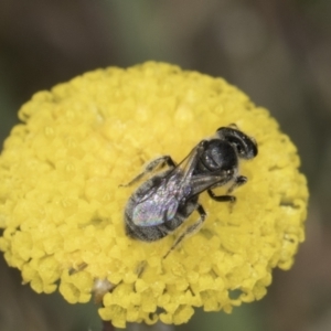 Lasioglossum (Chilalictus) sp. (genus & subgenus) at Dunlop Grassland (DGE) - 7 Nov 2023