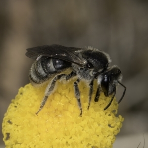 Lasioglossum (Chilalictus) sp. (genus & subgenus) at Dunlop Grassland (DGE) - 7 Nov 2023