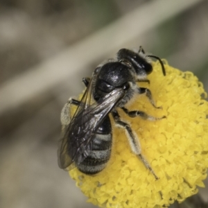 Lasioglossum (Chilalictus) sp. (genus & subgenus) at Dunlop Grassland (DGE) - 7 Nov 2023