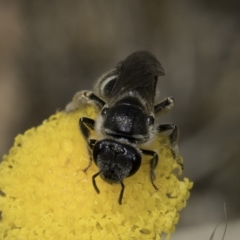 Lasioglossum (Chilalictus) sp. (genus & subgenus) at Dunlop Grassland (DGE) - 7 Nov 2023