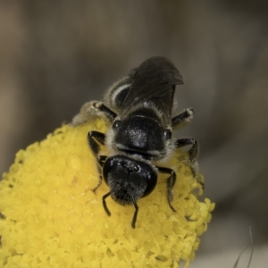 Lasioglossum (Chilalictus) sp. (genus & subgenus) at Dunlop Grassland (DGE) - 7 Nov 2023