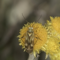 Miridae (family) (Unidentified plant bug) at Fraser, ACT - 7 Nov 2023 by kasiaaus