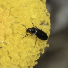 Dasytinae (subfamily) (Soft-winged flower beetle) at Dunlop Grasslands - 7 Nov 2023 by kasiaaus