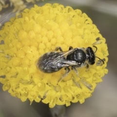 Lasioglossum (Chilalictus) sp. (genus & subgenus) (Halictid bee) at Dunlop Grassland (DGE) - 7 Nov 2023 by kasiaaus