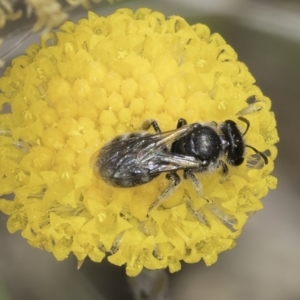 Lasioglossum (Chilalictus) sp. (genus & subgenus) at Dunlop Grassland (DGE) - 7 Nov 2023