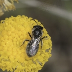 Lasioglossum (Chilalictus) sp. (genus & subgenus) at Dunlop Grassland (DGE) - 7 Nov 2023 12:53 PM