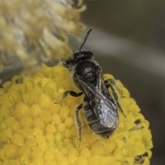 Lasioglossum (Chilalictus) sp. (genus & subgenus) at Dunlop Grassland (DGE) - 7 Nov 2023