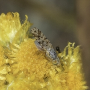 Austrotephritis poenia at Dunlop Grassland (DGE) - 7 Nov 2023