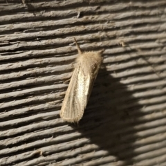 Bathytricha truncata (Sugarcane Stem Borer, Maned Moth) at QPRC LGA - 7 Nov 2023 by Csteele4