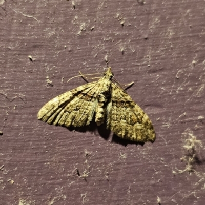 Phrissogonus laticostata (Apple looper moth) at QPRC LGA - 7 Nov 2023 by Csteele4