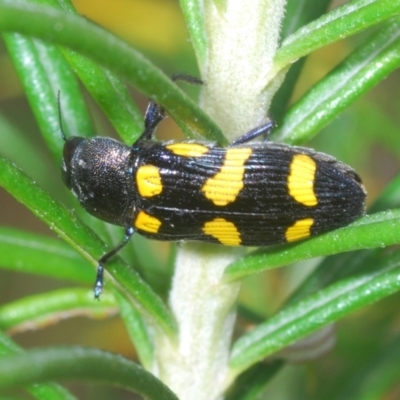 Castiarina australasiae (A jewel beetle) at Stromlo, ACT - 6 Nov 2023 by Harrisi