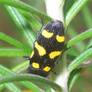 Castiarina australasiae at Stromlo, ACT - 6 Nov 2023 03:20 PM