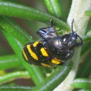 Castiarina australasiae at Stromlo, ACT - 6 Nov 2023 03:20 PM