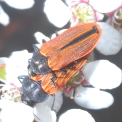 Castiarina erythroptera (Lycid Mimic Jewel Beetle) at Stromlo, ACT - 6 Nov 2023 by Harrisi