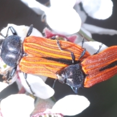 Castiarina erythroptera at Stromlo, ACT - 6 Nov 2023 03:02 PM