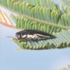 Agrilus hypoleucus (Hypoleucus jewel beetle) at Stromlo, ACT - 6 Nov 2023 by Harrisi