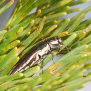 Agrilus hypoleucus at Stromlo, ACT - 6 Nov 2023