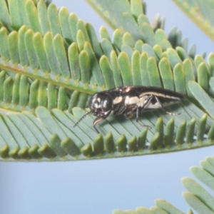 Agrilus hypoleucus at Stromlo, ACT - 6 Nov 2023