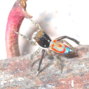 Maratus pavonis at Cotter Reserve - 8 Nov 2023