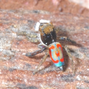 Maratus pavonis at Cotter Reserve - 8 Nov 2023