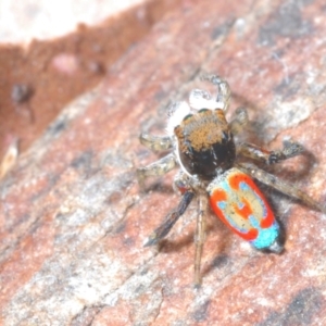 Maratus pavonis at Cotter Reserve - 8 Nov 2023