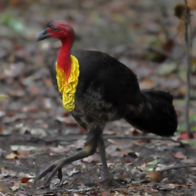 Alectura lathami (Australian Brush-turkey) at Wellington Point, QLD - 7 Nov 2023 by TimL