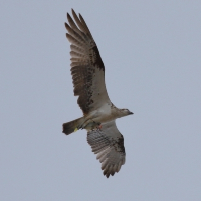 Pandion haliaetus (Osprey) at Wellington Point, QLD - 4 Nov 2023 by TimL